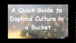 How to culture daphnia outside [upl. by Close]