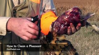 HuntTested  How to Clean a Pheasant [upl. by Ena469]