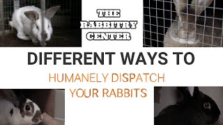 HOW TO HUMANELY DISPATCH RABBITS [upl. by Trebleda452]