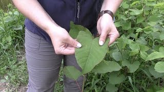 How to Identify Japanese Knotweed [upl. by Ennovy]