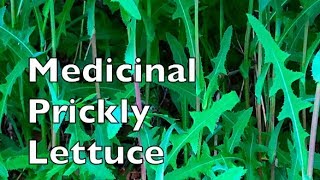 Prickly Wild Lettuce For Medicine And Food Lactuca Serriola [upl. by Hanid]