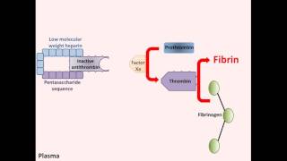 Heparin  Mechanism of Action [upl. by Ramej]