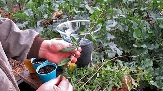 Propagating New Goji Berry Plants From Cuttings [upl. by Lezley706]