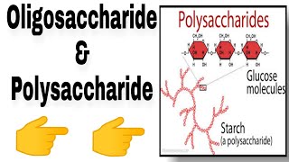 Oligosaccharides amp Polysaccharides [upl. by Ylla]