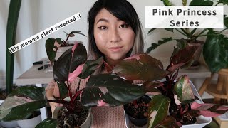 Pink Princess Propagation How variegation works  Reverted Pink Princess  Burgundy Princess info [upl. by Ihdin]