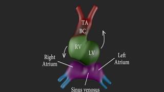 Development of the Heart 3D [upl. by Sane]