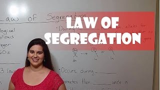 Mendels Law of Segregation [upl. by Idissac244]