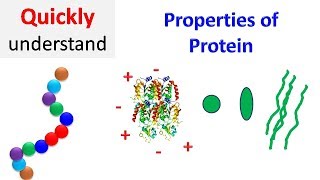 Properties of proteins  Protein Properties [upl. by Jara640]