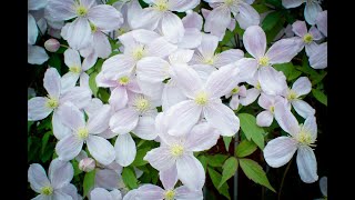 Plant Review Clematis armandii [upl. by Josselyn]