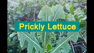 Prickly Lettuce Identification amp Uses [upl. by Cathleen]