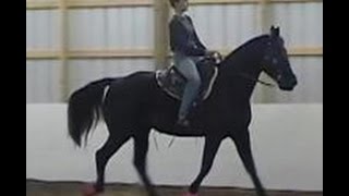 The Gaited Horse Gait Spectrum [upl. by Nawj]