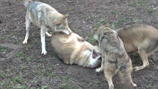 Wolves fighting dominance behaviour alpha amp omega Dominanzverhalten Wölfe loups lobos [upl. by North922]