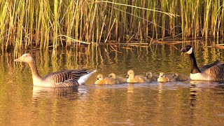 Greylag Goose x Canada Goose family with 6 Goslings [upl. by Dnomal236]