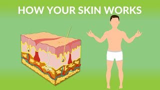 How Your Skin Works  How does the skin work Human skin Structure and Function [upl. by Averill]