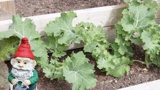 When and How to Harvest Kale [upl. by Gabel]