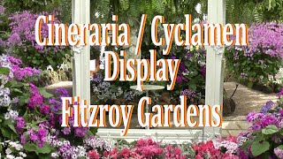 Cineraria amp Cyclamen Display Fitzroy Gardens Conservatory [upl. by Odareg988]