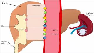 Hemoglobin BreakdownMetabolism [upl. by Sofko975]