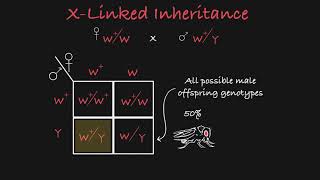 X Linked Inheritance Explained [upl. by Llerdnek]