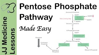 Pentose Phosphate Pathway  Regulation Purpose and Importance in Human Health [upl. by Race]