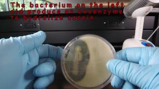 Casein Hydrolysis in Skim Milk Agar [upl. by Erusaert]