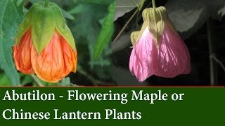 How to Grow Abutilons  The Flowering Maple or Chinese Lantern Plant [upl. by Notsle]