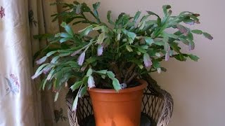 How to Repot a ChristmasEaster Cactus Schlumbergera  Rhipsalidopsis [upl. by Norrahs]