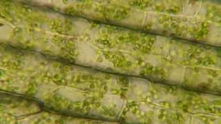 Plasmolysis in Elodea [upl. by Nivert]