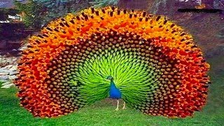 Peacock Dancing in Rain Video [upl. by Law406]