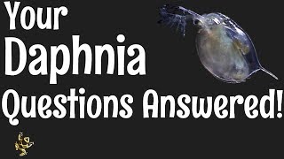 Daphnia Questions Answered [upl. by Ring]