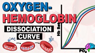 The Oxygen Hemoglobin Dissociation Curve EXPLAINED [upl. by Marybeth]