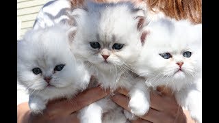 Shaded Silver Persian Kittens  First 5 Weeks [upl. by Otis235]