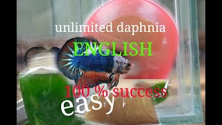 daphnia moina culture Easy way Unlimited production English  with sub Green water Chlorella [upl. by Bonnie]