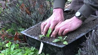 Wild Lettuce Propagation from Volunteers [upl. by Ybbil]