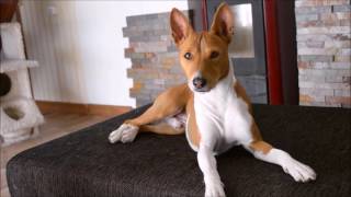 Deep conversation with a basenji [upl. by Alhsa]