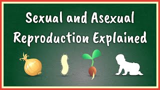 Sexual and Asexual Reproduction Explained [upl. by Weisler]