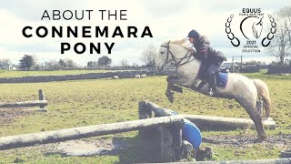 About the Connemara Pony Official Selection Equus Film Festival [upl. by Meara31]