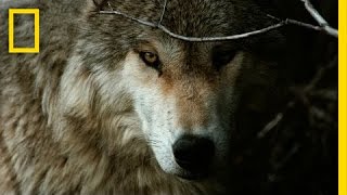 Jim amp Jamie Dutcher The Hidden Life of Wolves  Nat Geo Live [upl. by Sello]