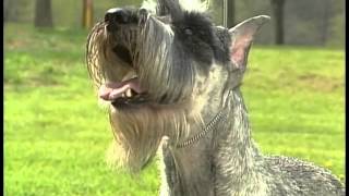 Standard Schnauzer  AKC Dog Breed Series [upl. by Eliades]