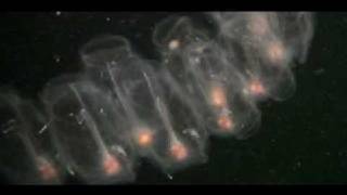 Pelagic Tunicates Roam the Worlds Oceans [upl. by Fanchet]