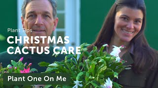 Schlumbergera Christmas Cactus Care and Propagation — Plant One On Me — Ep 143 [upl. by Soane]