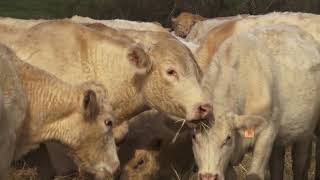 Raising Charolais Cattle [upl. by Enait]