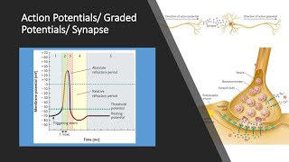 Action Potentials and Graded Potentials [upl. by Alegnat238]