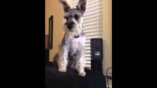 Miniature Schnauzer Barking [upl. by Yennek866]