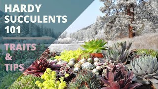 Cold Hardy Succulents 101  Care Tips amp Unique Traits [upl. by Sorenson294]