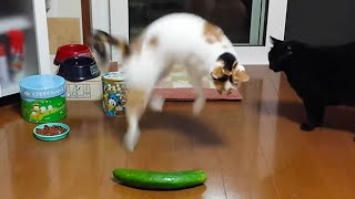 Cats and Cucumbers Compilation [upl. by Bailey]