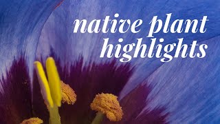 Native Plant Highlights  2021 Spring Plant Sale [upl. by Cammy]