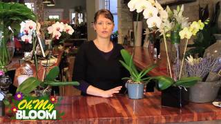 How to properly care for Orchids [upl. by Lydia]