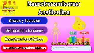 Neurotransmisores  Sistema nervioso central  Acetilcolina  Acetilcolina fisiología [upl. by Assirat]