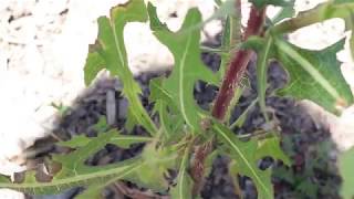 PRICKLY LETTUCE Lactuca serriola [upl. by Philippe]