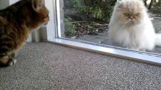 Bengal cat vs Persian cat behind the glass [upl. by Nesto]